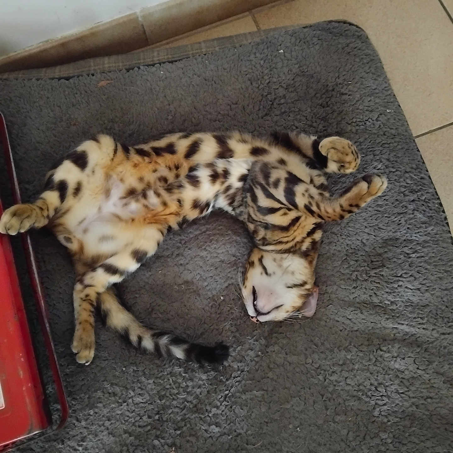 Kaigui participe au concours pour gagner de l'argent avec cette photo : animal, belly, cat, cozy, cute, domestic_cat, floor, fluffy_mat, fur_pattern, indoor, lying_down, paws, pet, playful, relaxed, resting, sleeping, spotted, striped, tile
