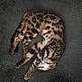 cat, bengal_cat, sleeping, resting, pet, feline, spotted_fur, animal, indoor, blanket, gray, cozy, relaxed, cute, fur, whiskers, claws, paw, mammal, domestic_animal