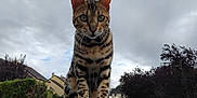 Kaigui participe au concours pour gagner de l'argent avec cette photo : cat, bengal_cat, animal, pet, outdoor, stone_pillar, cloudy_sky, tree, house, van, flower, garden, nature, feline, mammal, curious, portrait, sitting, fur_pattern, whiskers