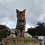 cat, bengal_cat, animal, pet, outdoor, stone_pillar, cloudy_sky, tree, house, van, flower, garden, nature, feline, mammal, curious, portrait, sitting, fur_pattern, whiskers