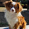 dog, small_dog, fluffy, brown_and_white, outdoor, wooden_surface, curious_expression, pet, animal, fur, sitting, portrait, daylight, nature, blurry_background, paw, cute, companion, friendly, domestic_animal