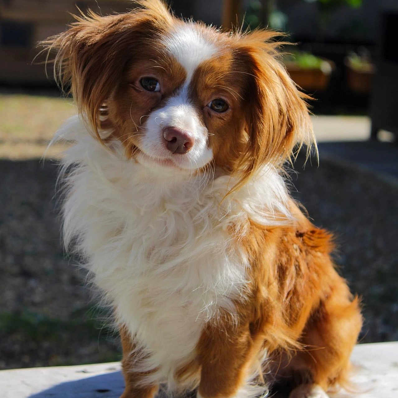 Rocky a rejoint le concours — aidez-le/la à gagner de superbes lots ! dog, small_dog, fluffy, brown_and_white, outdoor, wooden_surface, curious_expression, pet, animal, fur, sitting, portrait, daylight, nature, blurry_background, paw, cute, companion, friendly, domestic_animal