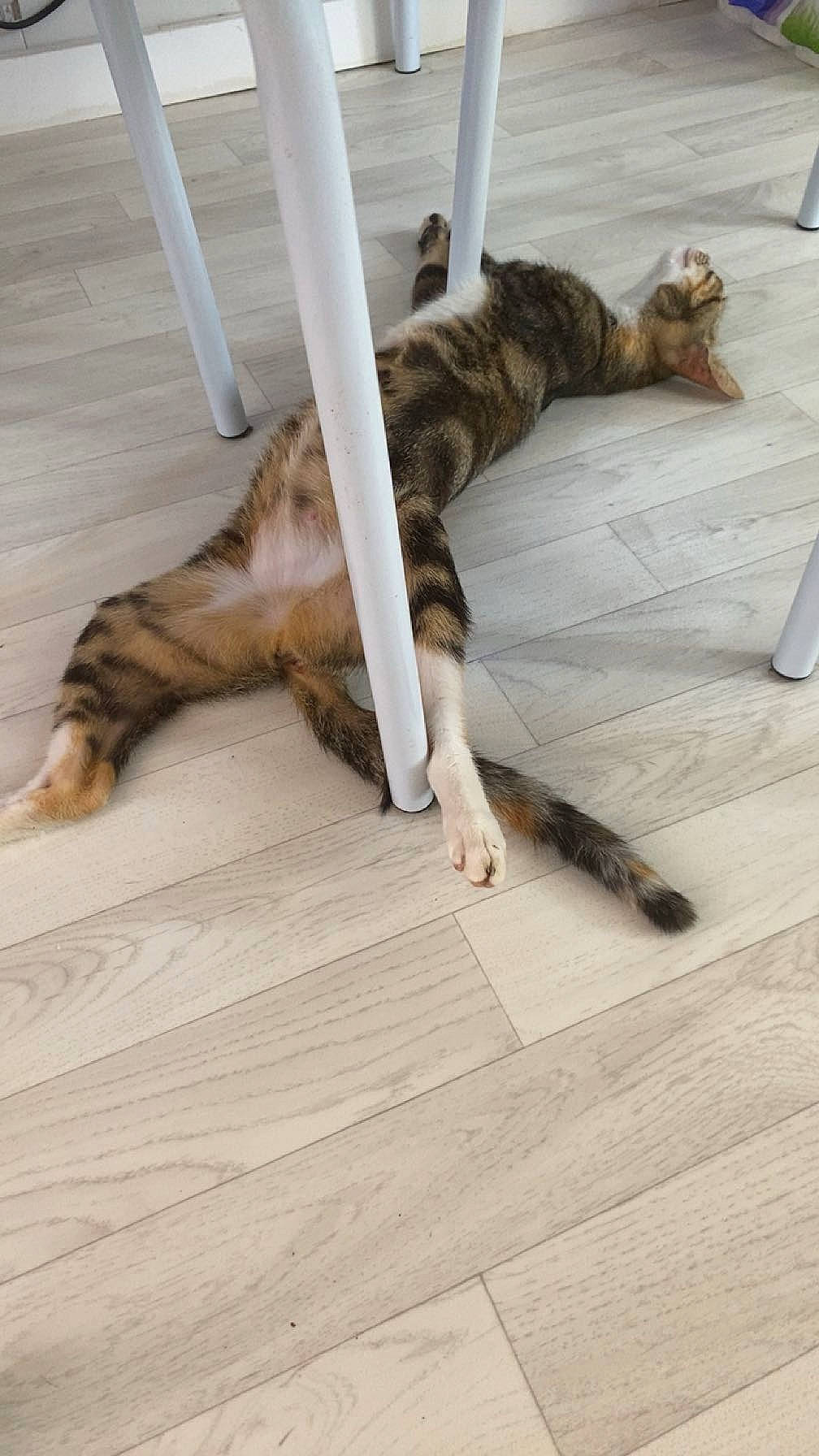 Daisy a rejoint le concours — aidez-le/la à gagner de superbes lots ! carnivore, cat, claw, comfort, domestic_short_haired_cat, fawn, felidae, floor, flooring, fur, hardwood, laminate_flooring, paw, small_to_medium_sized_cats, tail, terrestrial_animal, whiskers, wood, wood_flooring, wood_stain