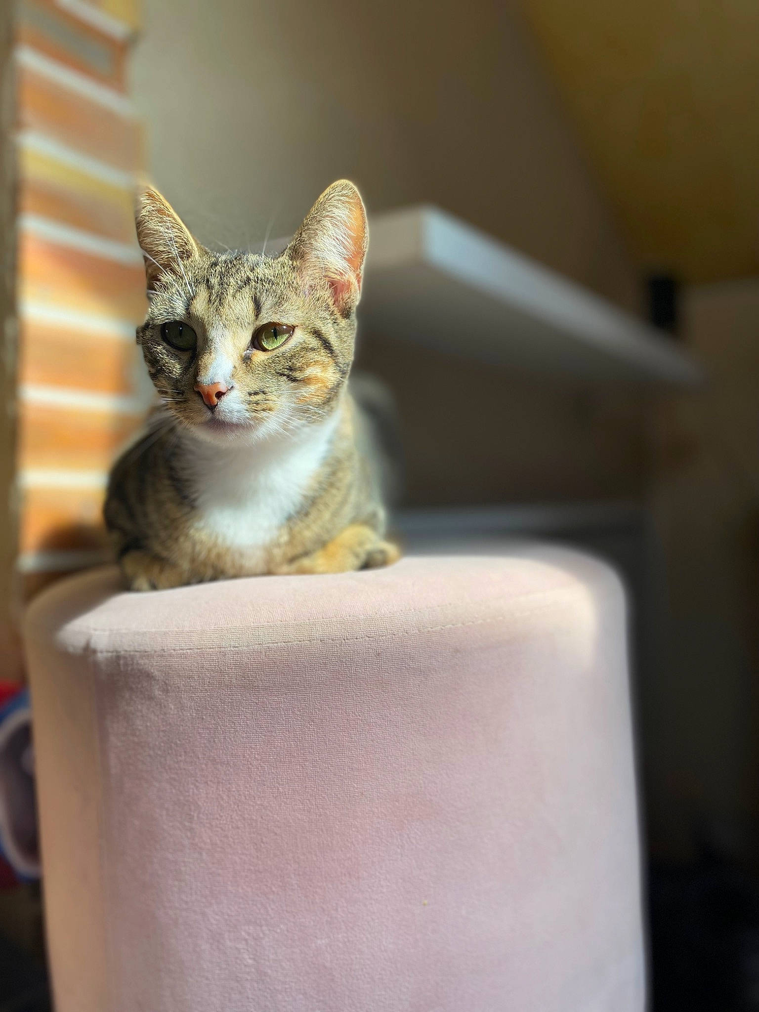 Daisy