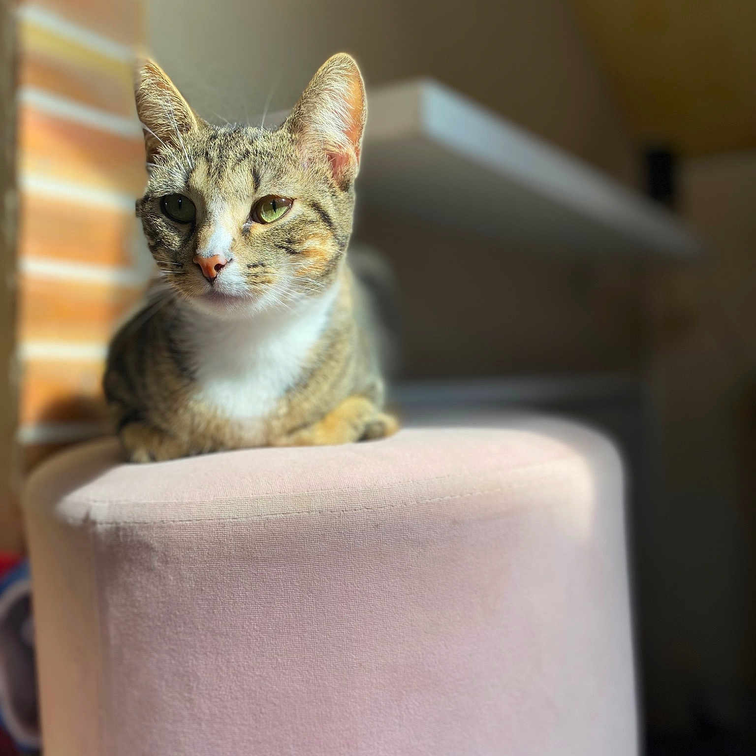 Daisy