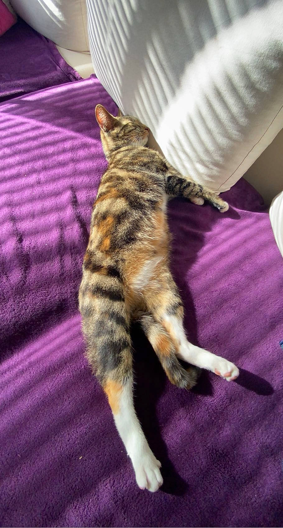 Daisy a rejoint le concours — aidez-le/la à gagner de superbes lots ! carnivore, cat, claw, comfort, couch, domestic_short_haired_cat, felidae, foot, fur, linens, nap, paw, purple, room, small_to_medium_sized_cats, tail, terrestrial_animal, textile, whiskers
