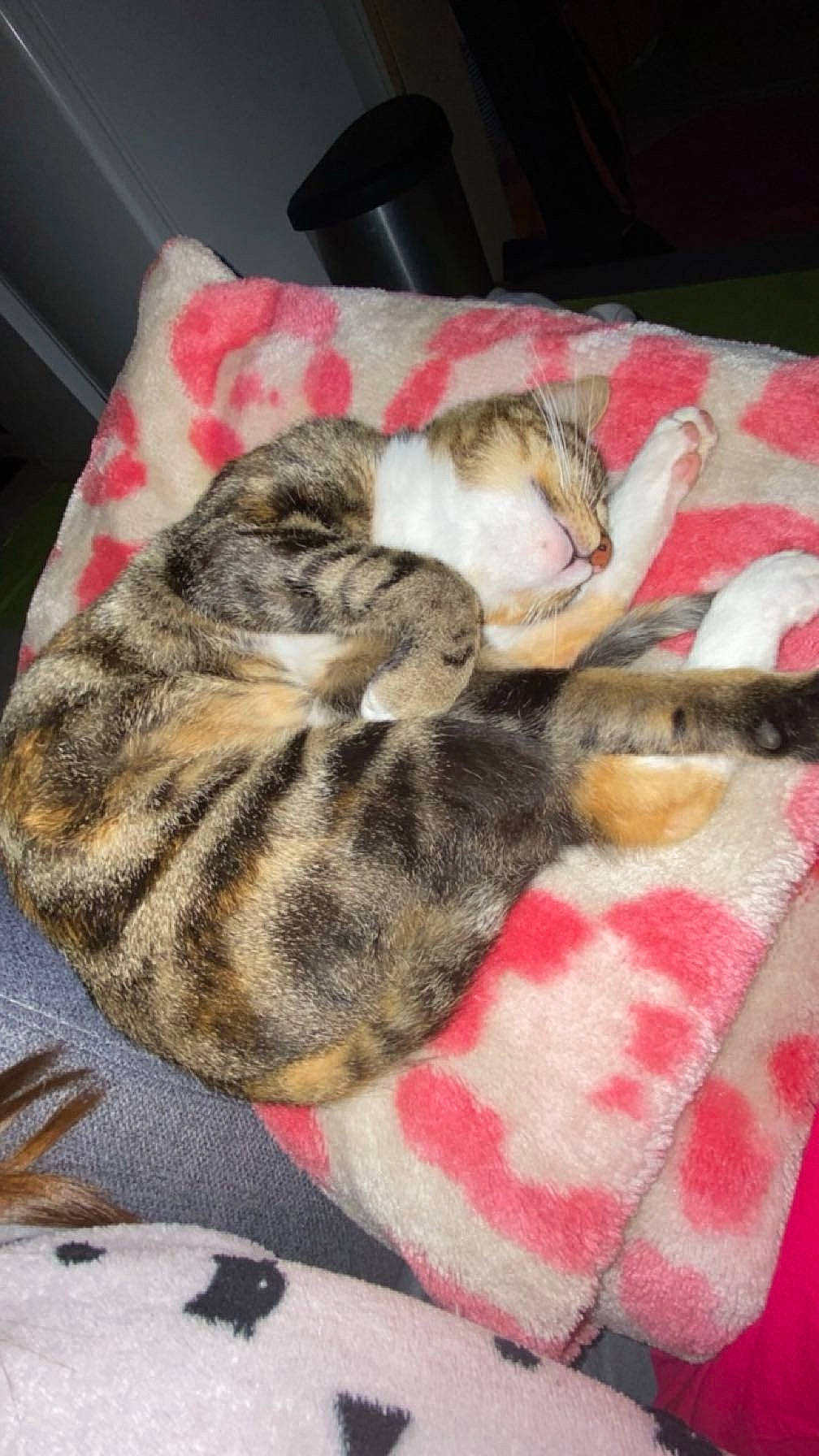 Daisy participe au concours pour gagner de l'argent avec cette photo : bedding, blanket, carnivore, cat, claw, comfort, domestic_short_haired_cat, fawn, felidae, fur, linens, nap, pattern, paw, sleep, small_to_medium_sized_cats, tail, terrestrial_animal, textile, whiskers