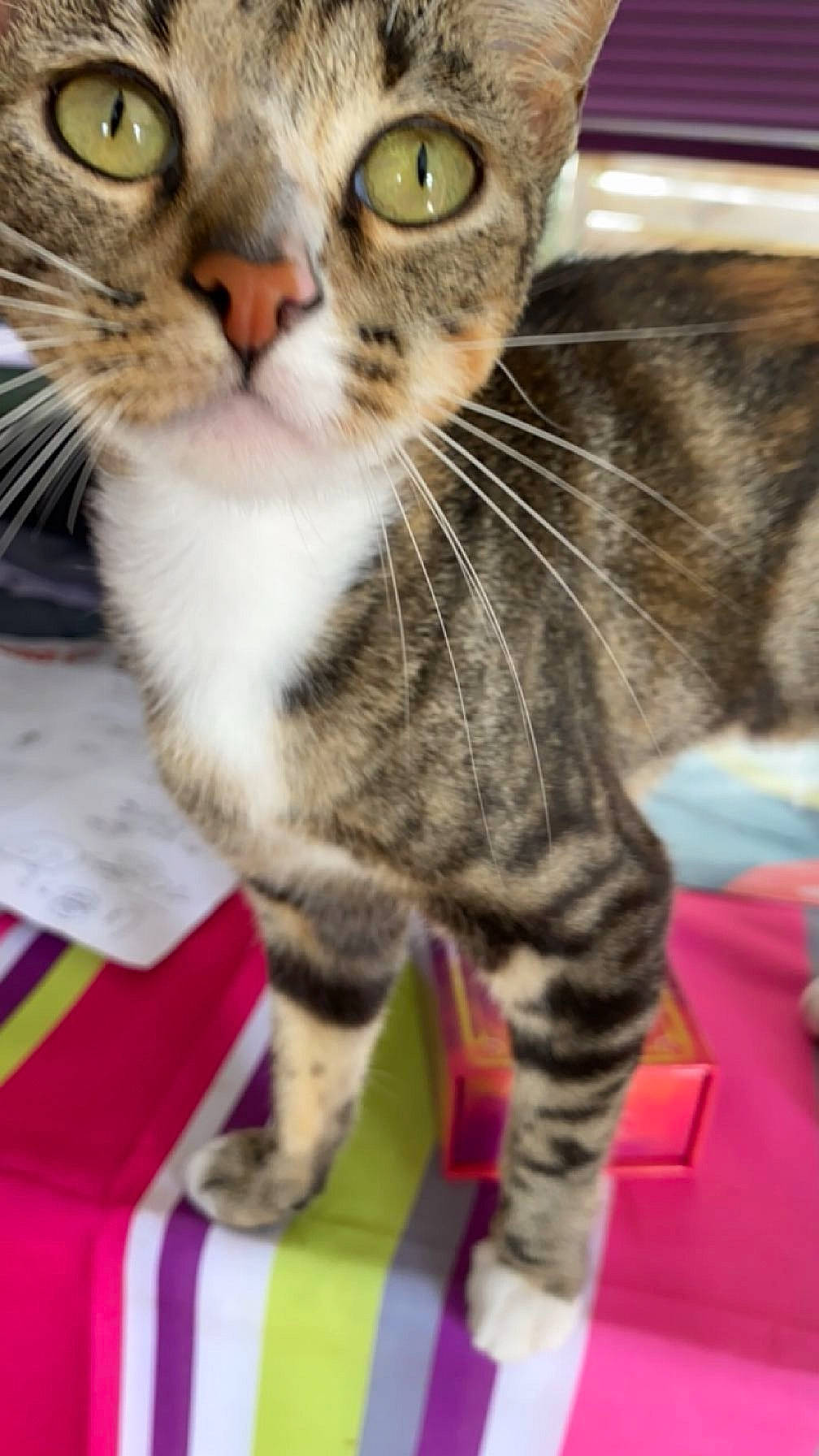 Daisy participe au concours pour gagner de l'argent avec cette photo : carnivore, cat, claw, domestic_short_haired_cat, felidae, fur, paw, small_to_medium_sized_cats, snout, tail, terrestrial_animal, whiskers