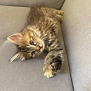 Athéna participe au concours pour gagner de l'argent avec cette photo : kitten, cat, tabby, fur, whiskers, paws, couch, grey, indoor, pet, cute, animal, feline, relaxed, stretching, young, small, soft, cozy, adorable