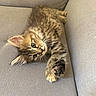kitten, cat, tabby, fur, whiskers, paws, couch, grey, indoor, pet, cute, animal, feline, relaxed, stretching, young, small, soft, cozy, adorable