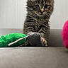 kitten, cat, tabby, toy, mouse_toy, gray_surface, feline, cute, pet, fur, whiskers, ears, indoor, animal, playful, young, closeup, curious, small, domestic_cat