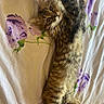 kitten, cat, tabby, stretching, bed, bedding, fluffy, fur, whiskers, sleepy, cute, pet, animal, indoor, resting, purple_flower, pattern, domestic_cat, young, relaxed