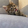 kitten, cat, paw, licking, couch, gray, furry, whiskers, cute, pet, animal, tabby, relaxed, indoor, feline, closeup, young, soft, resting, cozy