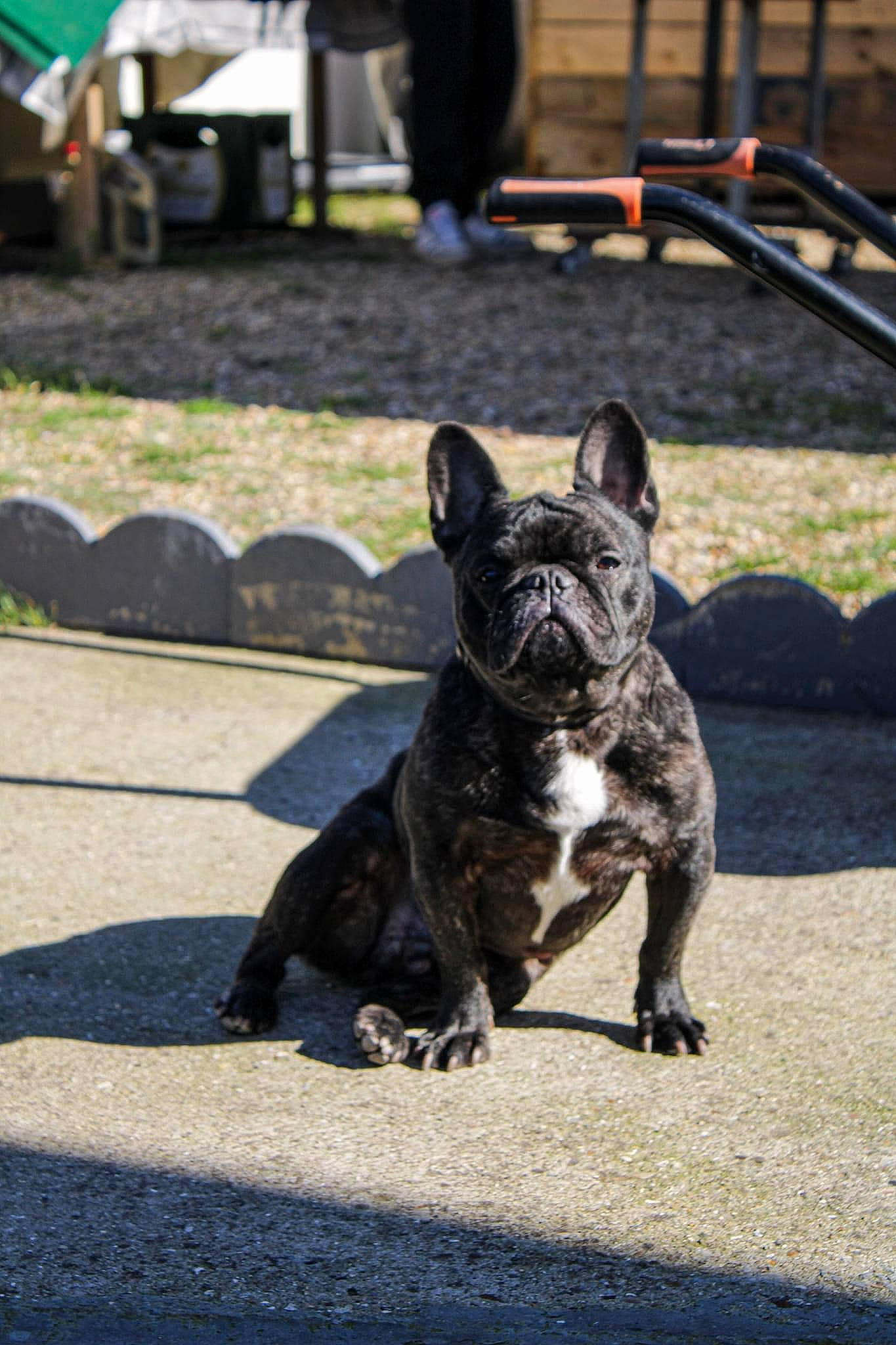 Filou