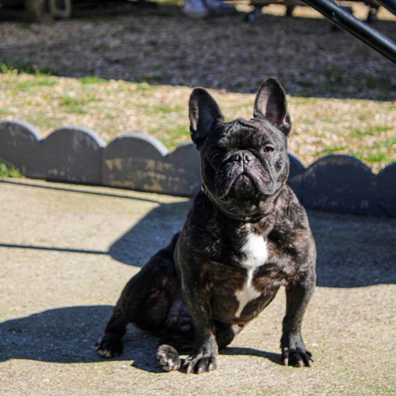 Filou