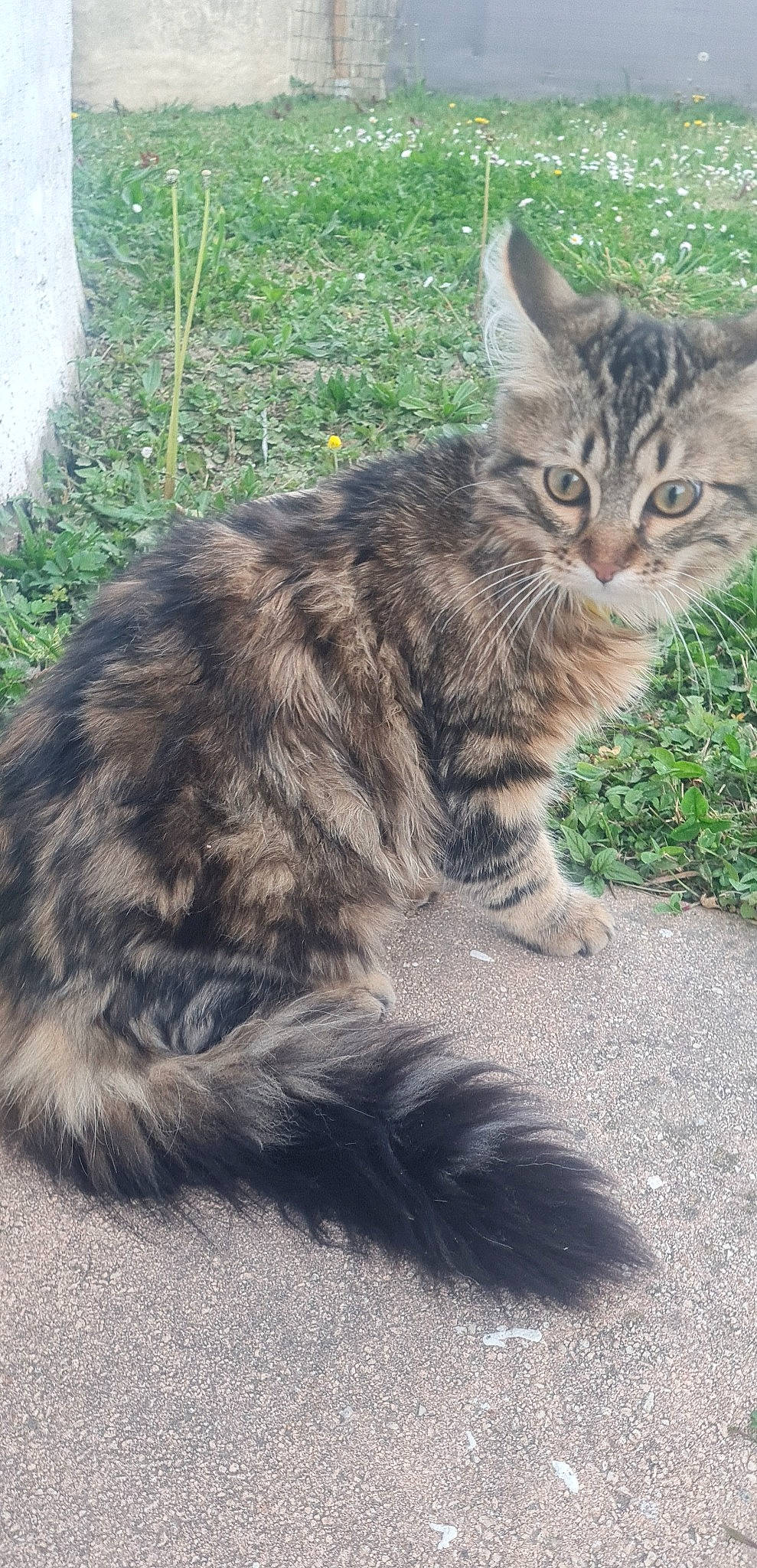 Plumeau a rejoint le concours — aidez-le/la à gagner de superbes lots ! carnivore, cat, claw, domestic_short_haired_cat, felidae, fur, grass, paw, plant, road_surface, small_to_medium_sized_cats, snout, tail, terrestrial_animal, whiskers, wildlife