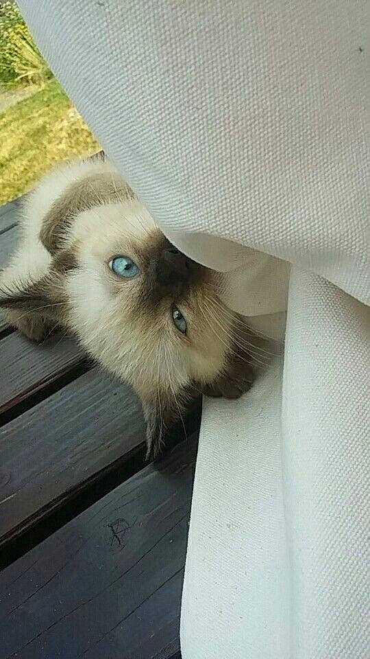 Guizmo a rejoint le concours — aidez-le/la à gagner de superbes lots ! balinese, birman, carnivore, cat, fawn, felidae, himalayan, mammal, ragdoll, siamese, small_to_medium_sized_cats, thai, whiskers