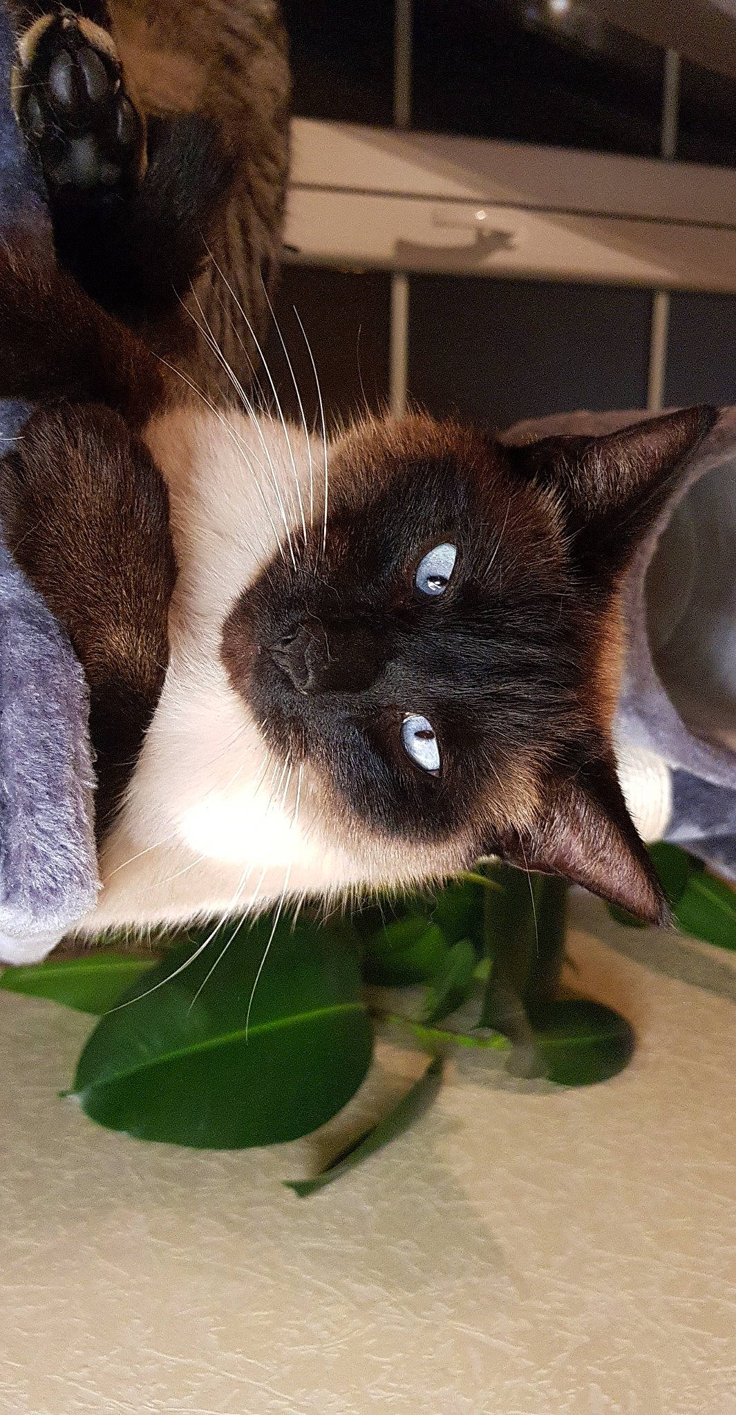 Guizmo a rejoint le concours — aidez-le/la à gagner de superbes lots ! birman, black_cat, burmese, carnivore, cat, claw, felidae, fur, kitten, siamese, small_to_medium_sized_cats, snout, snowshoe, thai, tonkinese, whiskers