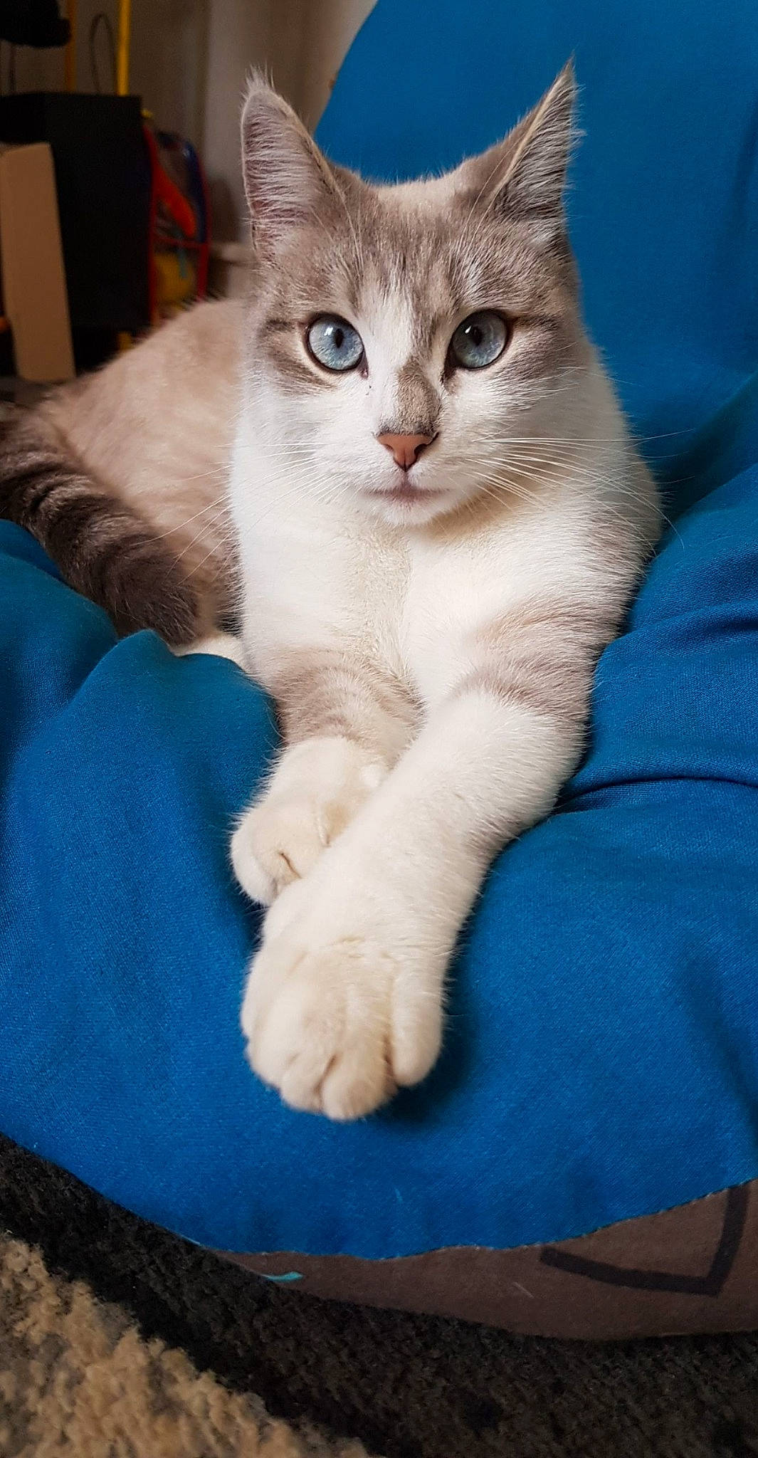 Olympe a rejoint le concours — aidez-le/la à gagner de superbes lots ! aegean_cat, american_wirehair, asian, asian_semi_longhair, australian_mist, british_semi_longhair, burmilla, carnivore, cat, domestic_long_haired_cat, domestic_short_haired_cat, eye, felidae, kitten, mammal, ojos_azules, small_to_medium_sized_cats, turkish_angora, vertebrate, whiskers