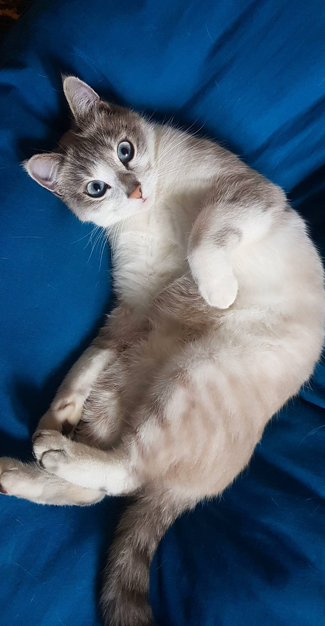 Olympe participe au concours pour gagner de l'argent avec cette photo : american_wirehair, asian, asian_semi_longhair, balinese, burmilla, carnivore, cat, domestic_short_haired_cat, felidae, javanese, kitten, mammal, ojos_azules, oriental_longhair, ragdoll, singapura, small_to_medium_sized_cats, thai, vertebrate, whiskers
