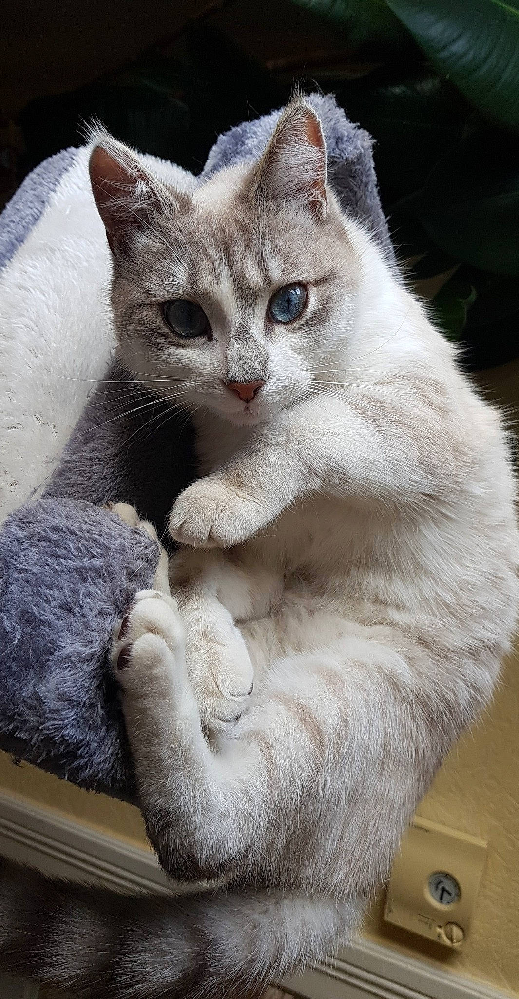 Olympe participe au concours pour gagner de l'argent avec cette photo : aegean_cat, asian, australian_mist, british_semi_longhair, british_shorthair, burmilla, carnivore, cat, domestic_short_haired_cat, european_shorthair, fawn, felidae, khao_manee, mammal, ojos_azules, small_to_medium_sized_cats, turkish_angora, turkish_van, vertebrate, whiskers