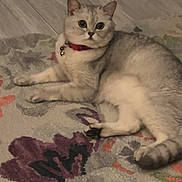 Snoopy is registered to the contest to win money with this photo: cat, animal, pet, fluffy, collar, indoor, floor, rug, pattern, curious, relaxed, feline, domestic, laying, whiskers, ears, tail, paws, cute, eyes