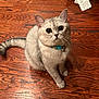 Snoopy is registered to the contest to win money with this photo: cat, animal, pet, feline, floor, wooden_floor, collar, indoor, curious, sitting, fur, whiskers, tail, domestic, looking_up, close_up, cute, young_cat, tabby, playful