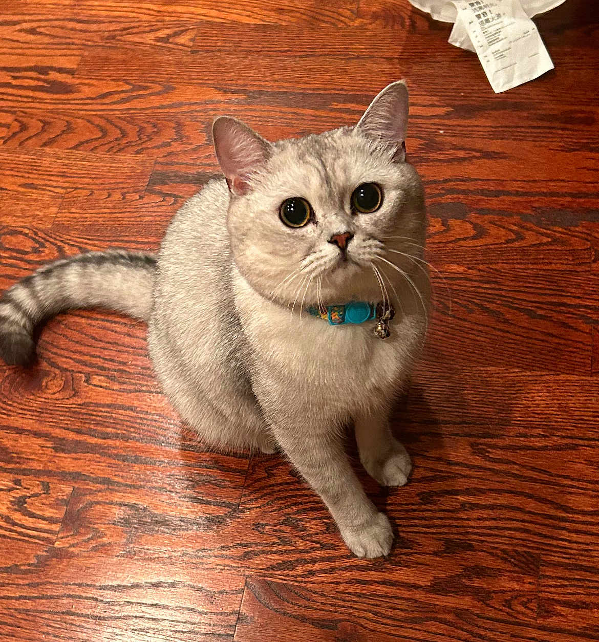 Snoopy is registered to the contest to win money with this photo: cat, animal, pet, feline, floor, wooden_floor, collar, indoor, curious, sitting, fur, whiskers, tail, domestic, looking_up, close_up, cute, young_cat, tabby, playful