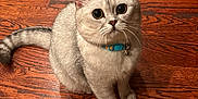 Snoopy is registered to the contest to win money with this photo: cat, animal, pet, feline, floor, wooden_floor, collar, indoor, curious, sitting, fur, whiskers, tail, domestic, looking_up, close_up, cute, young_cat, tabby, playful