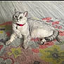 Snoopy joined the competition — help win amazing prizes! cat, animal, pet, indoor, feline, collar, bell, yellow_eyes, gray_fur, white_fur, lying_down, carpet, floral_pattern, curious, domestic_cat, relaxed, cute, whiskers, ears, paws