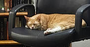 Artemis is registered to the contest to win money with this photo: black_chair, books, bookshelf, carpet, cat, chair, cozy, decor, furniture, home, indoor, office_chair, orange_tabby, pet, quiet, relaxation, resting, sleeping, stuffed_toy, wooden_shelf