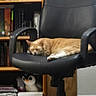black_chair, books, bookshelf, carpet, cat, chair, cozy, decor, furniture, home, indoor, office_chair, orange_tabby, pet, quiet, relaxation, resting, sleeping, stuffed_toy, wooden_shelf