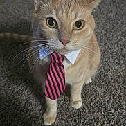 Artemis is registered to the contest to win money with this photo: animal, attention, brown, business_style, carpet, cat, collar, cute, domestic_cat, ears, feline, floor, indoor, looking_up, orange_tabby, pet, portrait, striped, tie, whiskers