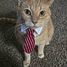 animal, attention, brown, business_style, carpet, cat, collar, cute, domestic_cat, ears, feline, floor, indoor, looking_up, orange_tabby, pet, portrait, striped, tie, whiskers
