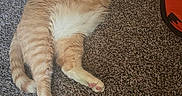 Artemis joined the competition — help win amazing prizes! animal, carpet, cat, cozy, cute, feline, fur, ginger_cat, home, indoor, mammal, nap, orange_cat, paw, pet, relaxed, resting, sleeping, tabby, whiskers