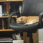 Artemis is registered to the contest to win money with this photo: black_chair, books, bookshelf, candle, carpet, cat, cozy, decor, furniture, home, indoor, office_chair, orange_cat, penguin_plush, pet, plush_toy, quiet, relaxing, sleeping, wood_shelf