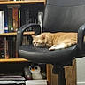 black_chair, books, bookshelf, candle, carpet, cat, cozy, decor, furniture, home, indoor, office_chair, orange_cat, penguin_plush, pet, plush_toy, quiet, relaxing, sleeping, wood_shelf