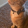 animal, bow_tie, carpet, cat, collar, curious, cute, domestic_animal, ears, feline, floor, fur, household, indoor, looking_up, orange_tabby, pet, scratching_post, sitting, whiskers