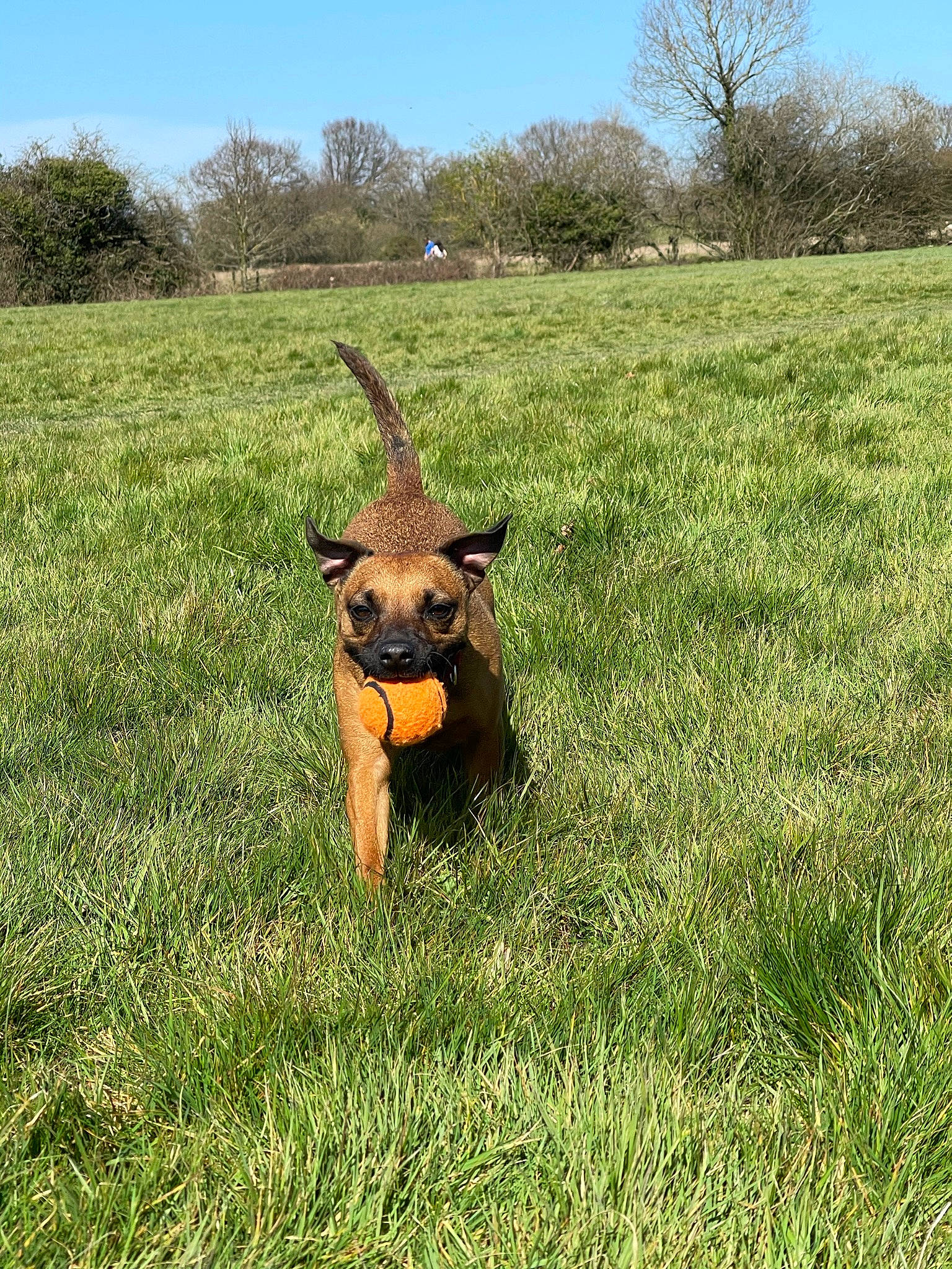 Smudge joined the competition — help win amazing prizes! agriculture, carnivore, dog_breed, fawn, field, grass, grassland, grazing, landscape, liver, livestock, meadow, natural_landscape, people_in_nature, plant, prairie, sky, terrestrial_animal, tree, working_animal