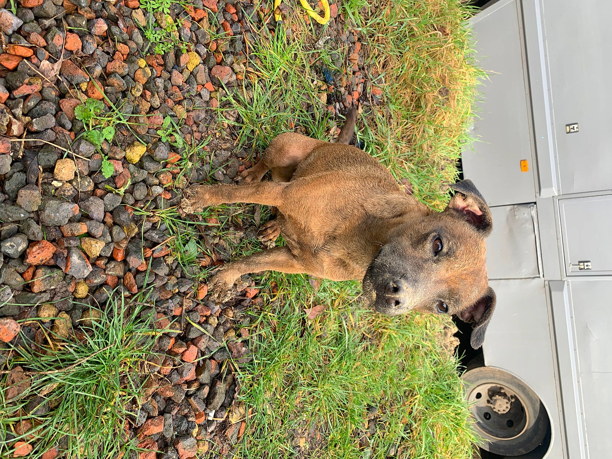 Smudge joined the competition — help win amazing prizes! canidae, carnivore, dog, dog_breed, fawn, grass, groundcover, plant, snout, soil, sporting_group, tail, terrestrial_animal, tire, trunk, wheel, wildlife, wombat, working_animal