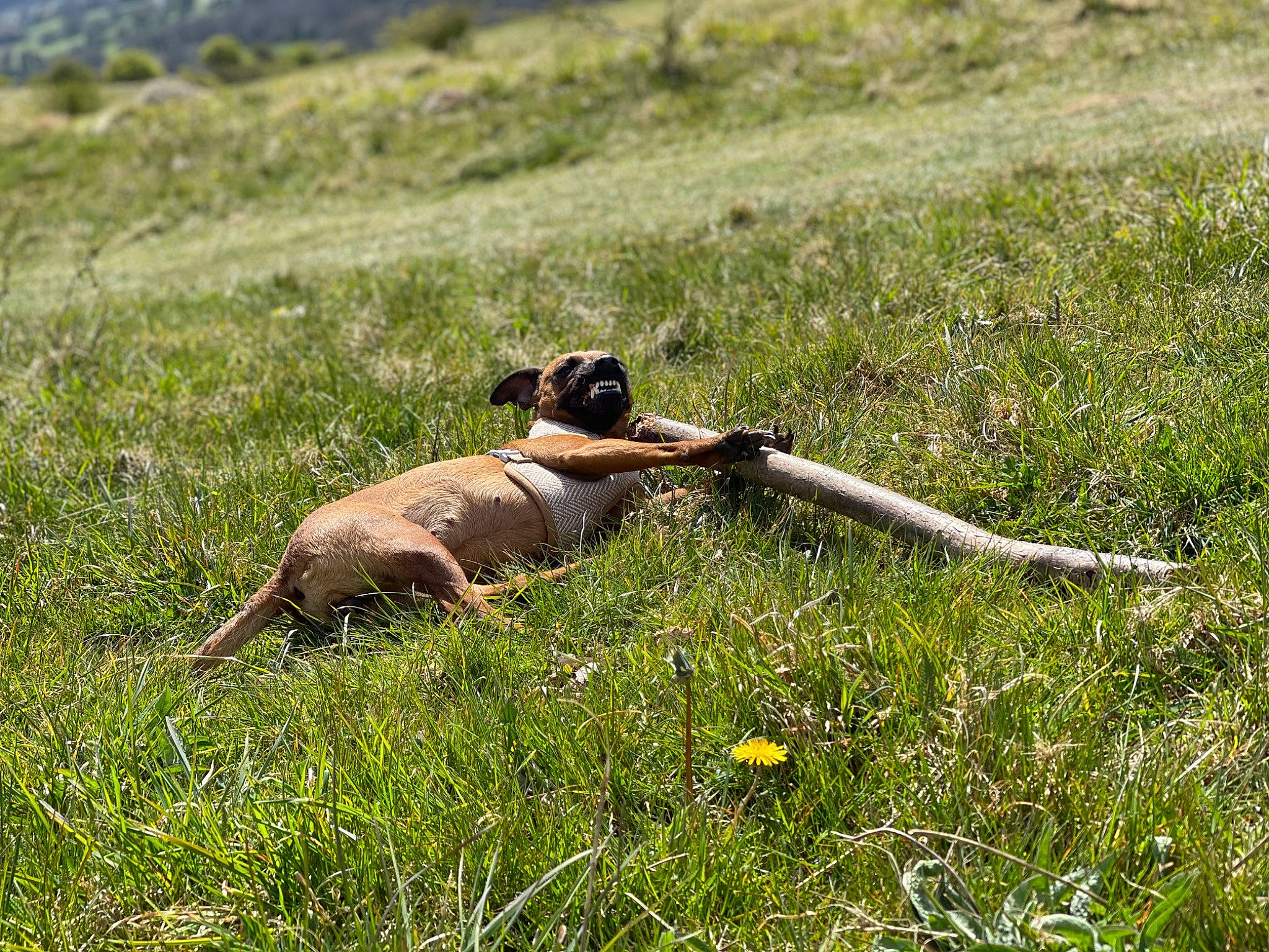 Smudge joined the competition — help win amazing prizes! canidae, carnivore, fawn, field, flower, grass, grassland, herbaceous_plant, landscape, natural_landscape, pasture, plant, prairie, shrubland, sporting_group, steppe, terrestrial_animal, wildlife, working_animal