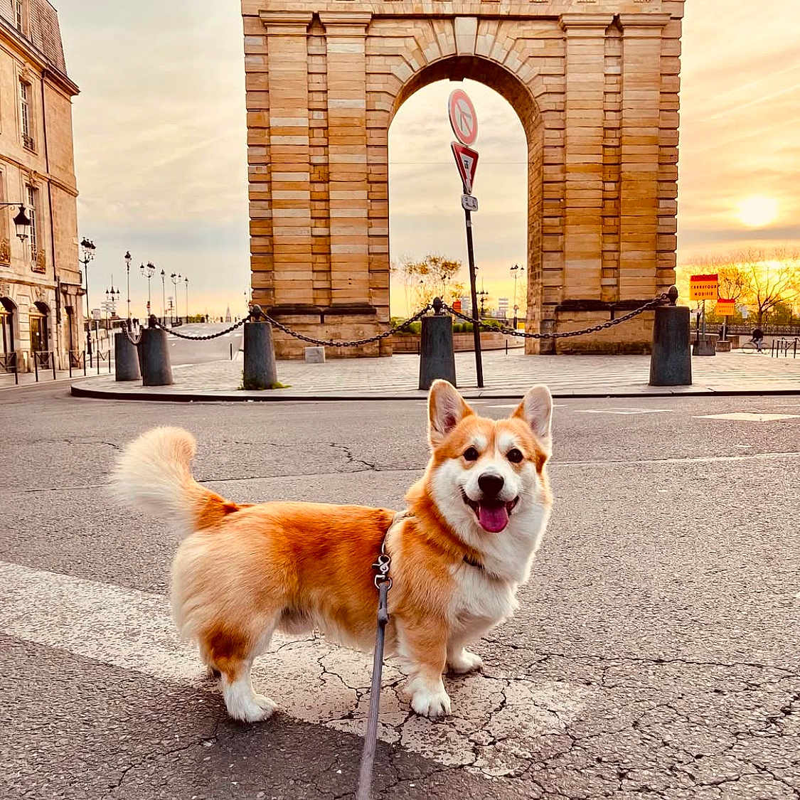 Romeo participe au concours pour gagner de l'argent avec cette photo : animal, arcdetriomphe, canine, dog, indiagate, landmark, pet