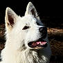 dog, white_dog, fluffy_fur, close_up, portrait, animal, pet, canine, mouth_open, teeth, tongue, ears, fur, outdoor, nature, dark_background, attentive, nose, head, face