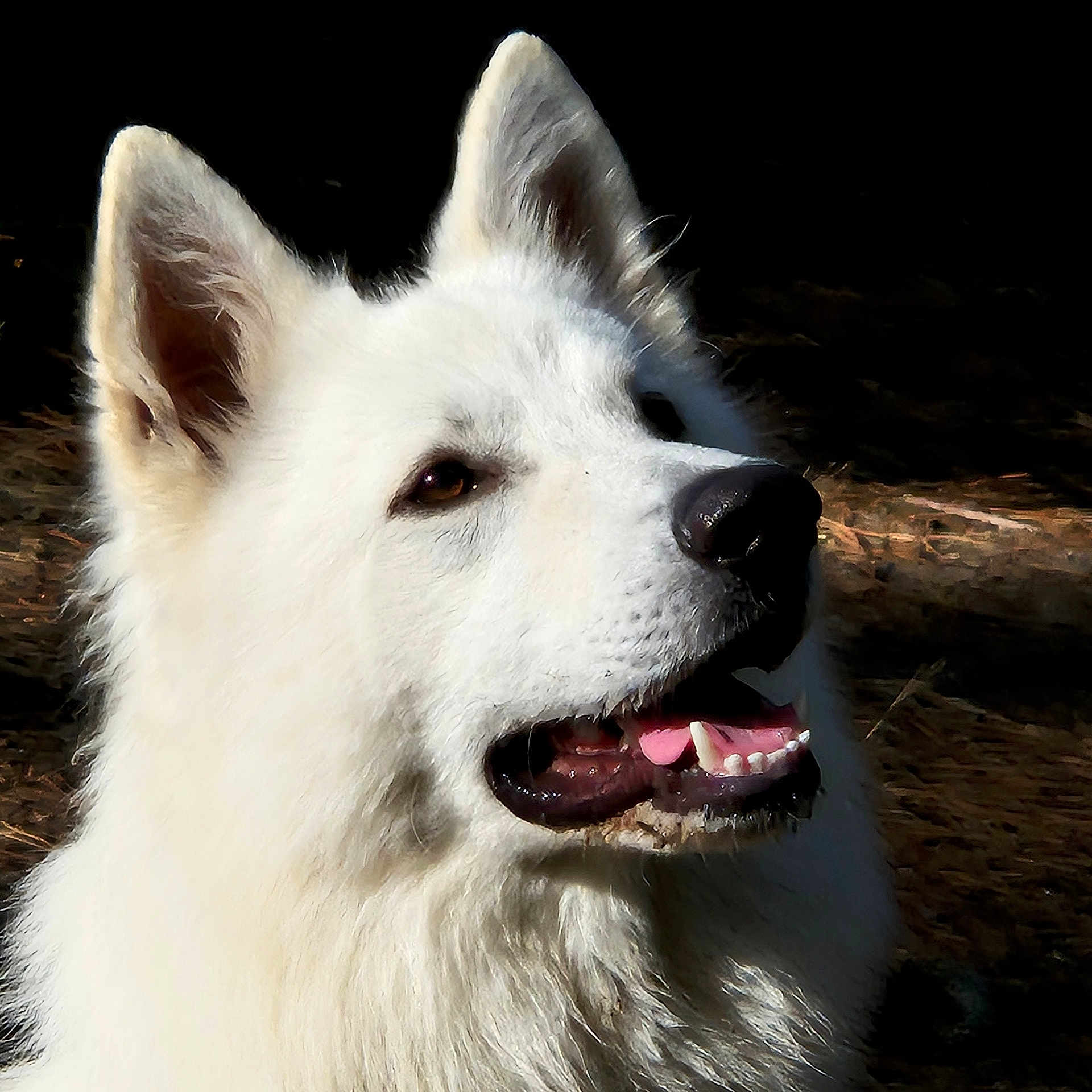 Ulysse participe au concours pour gagner de l'argent avec cette photo : dog, white_dog, fluffy_fur, close_up, portrait, animal, pet, canine, mouth_open, teeth, tongue, ears, fur, outdoor, nature, dark_background, attentive, nose, head, face