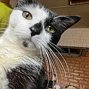 Oreo is registered to the contest to win money with this photo: animal, black_and_white, brick_wall, cat, close_up, curious, domestic, ears, face, feline, fur, green_eyes, household, indoor, looking, muzzle, pet, portrait, whiskers, yellow_shirt