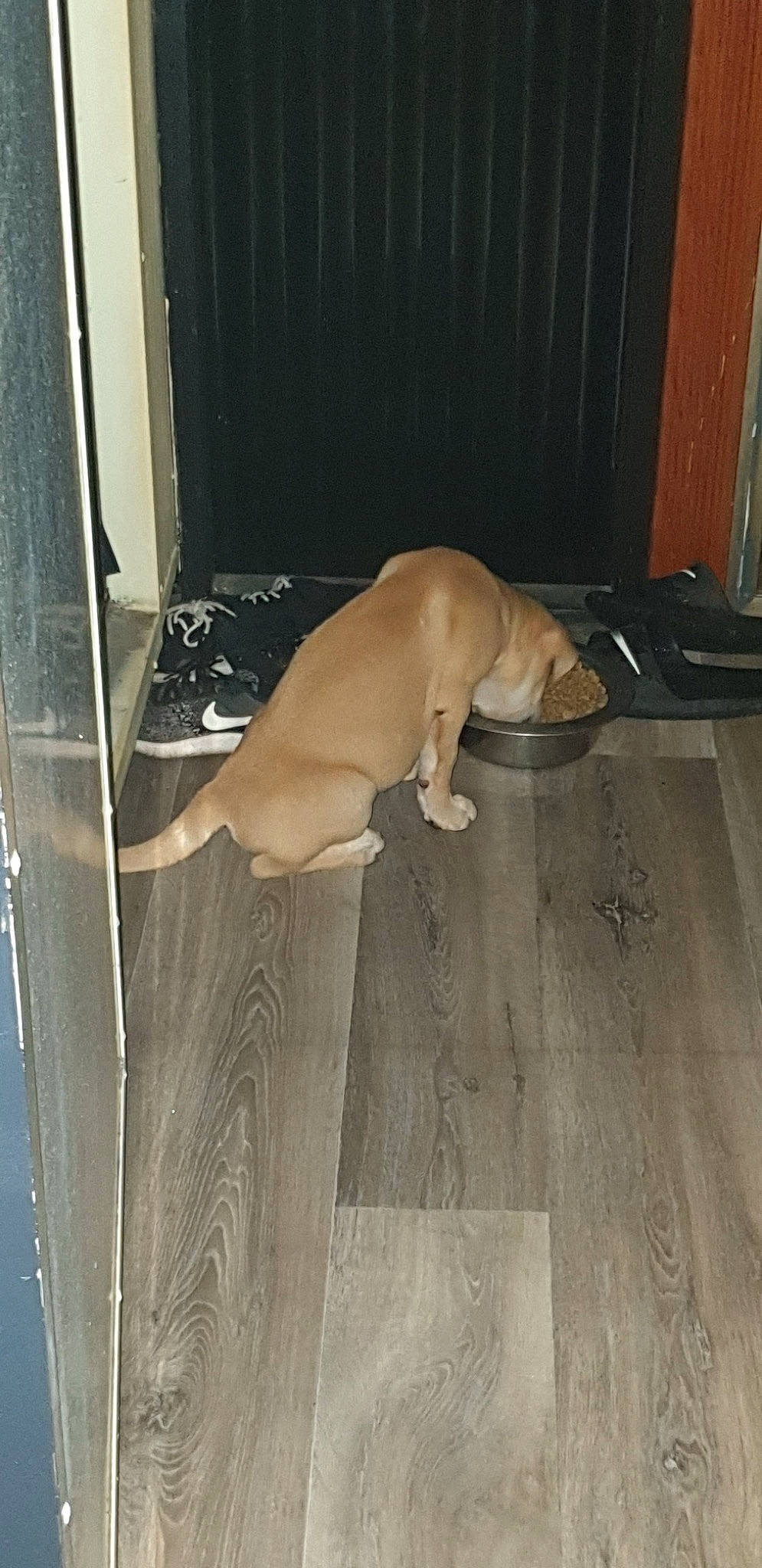 Brawley is registered to the contest to win money with this photo: carnivore, comfort, companion_dog, dog, dog_breed, fawn, felidae, floor, flooring, guard_dog, hardwood, laminate_flooring, non_sporting_group, paw, puppy, room, tail, wood, wood_flooring, wood_stain