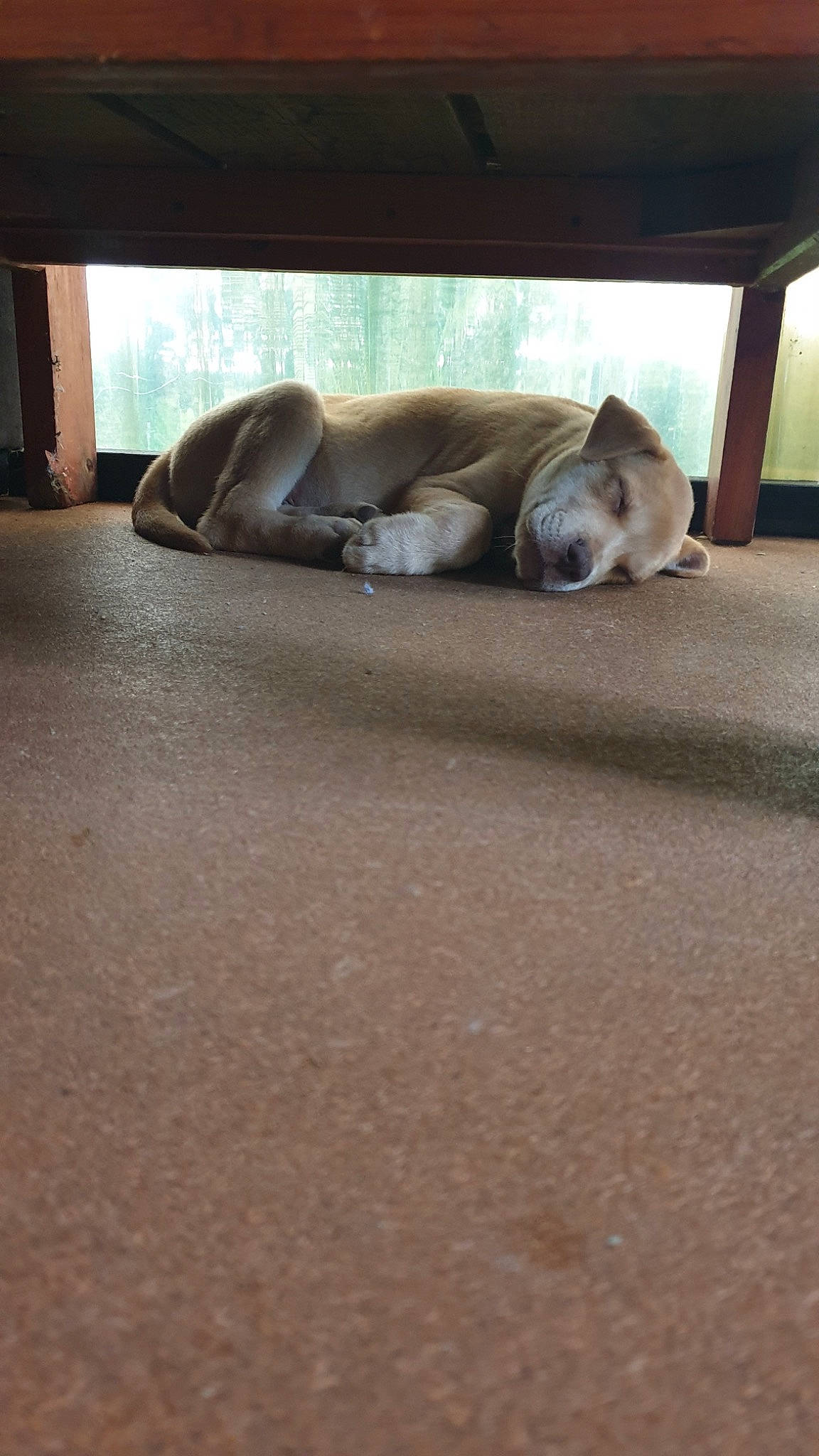 Brawley joined the competition — help win amazing prizes! carnivore, comfort, companion_dog, couch, dog, dog_breed, fawn, flooring, fur, hardwood, human_leg, linens, liver, paw, room, shade, tail, terrestrial_animal, window, wood