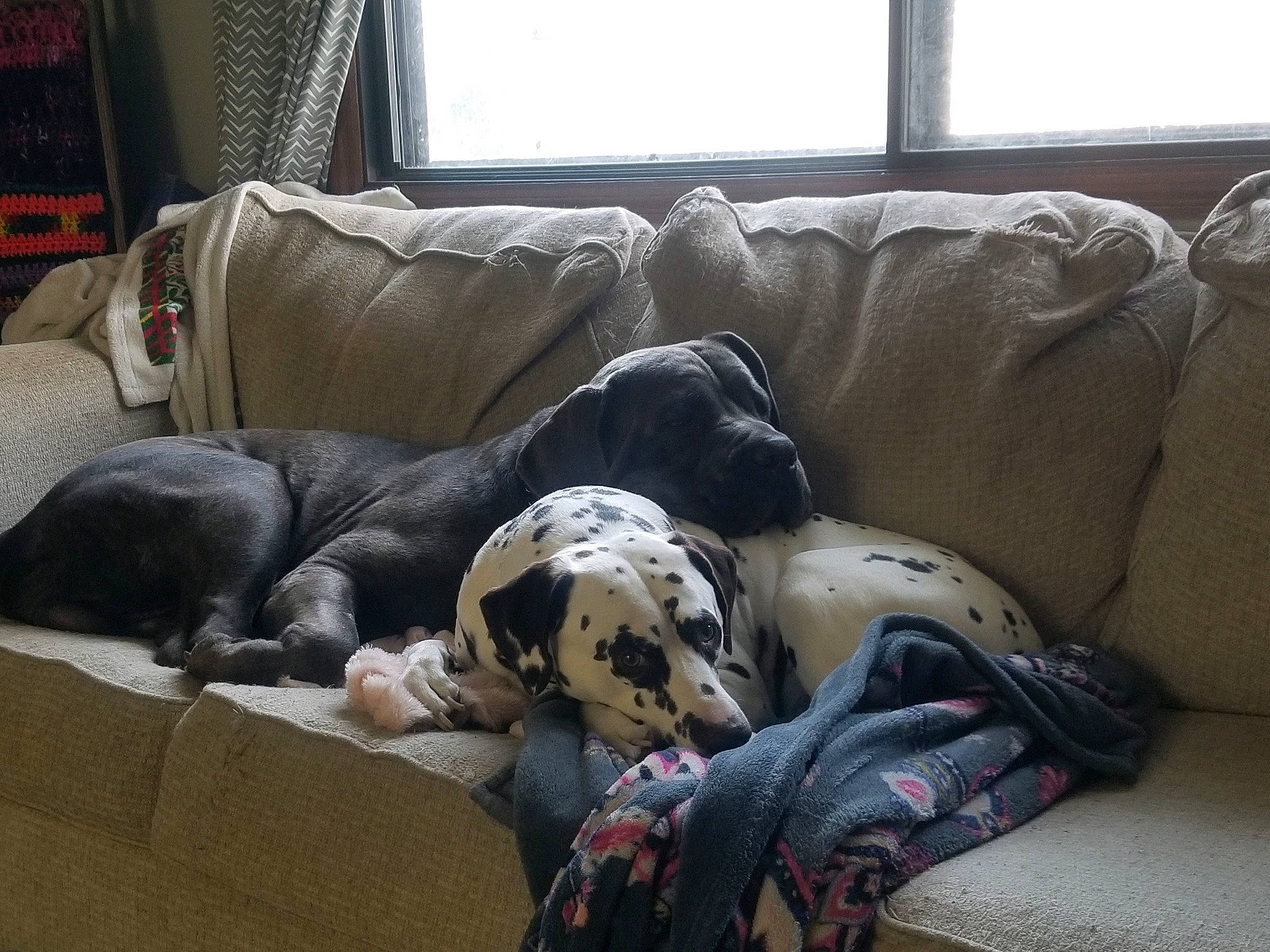 Semi is registered to the contest to win money with this photo: carnivore, comfort, companion_dog, couch, dog, dog_breed, dog_supply, fawn, grey, hardwood, home, living_room, mammal, snout, sofa_bed, sporting_group, studio_couch, vertebrate, window, working_animal