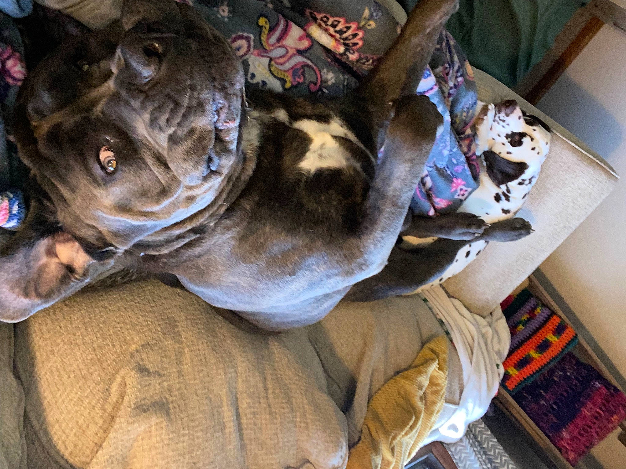 Semi is registered to the contest to win money with this photo: bag, canidae, carnivore, collar, companion_dog, dog, dog_breed, dog_clothes, fawn, fur, guard_dog, non_sporting_group, personal_protective_equipment, snout, sporting_group, toy_dog, whiskers, working_animal, wrinkle