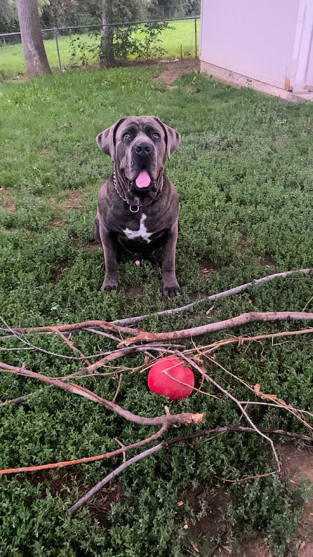 Semi joined the competition — help win amazing prizes! ball, carnivore, collar, companion_dog, dog, dog_breed, dog_collar, fawn, garden_hose, grass, guard_dog, lawn, plant, snout, soil, tail, toy_dog, working_animal, wrinkle, yard